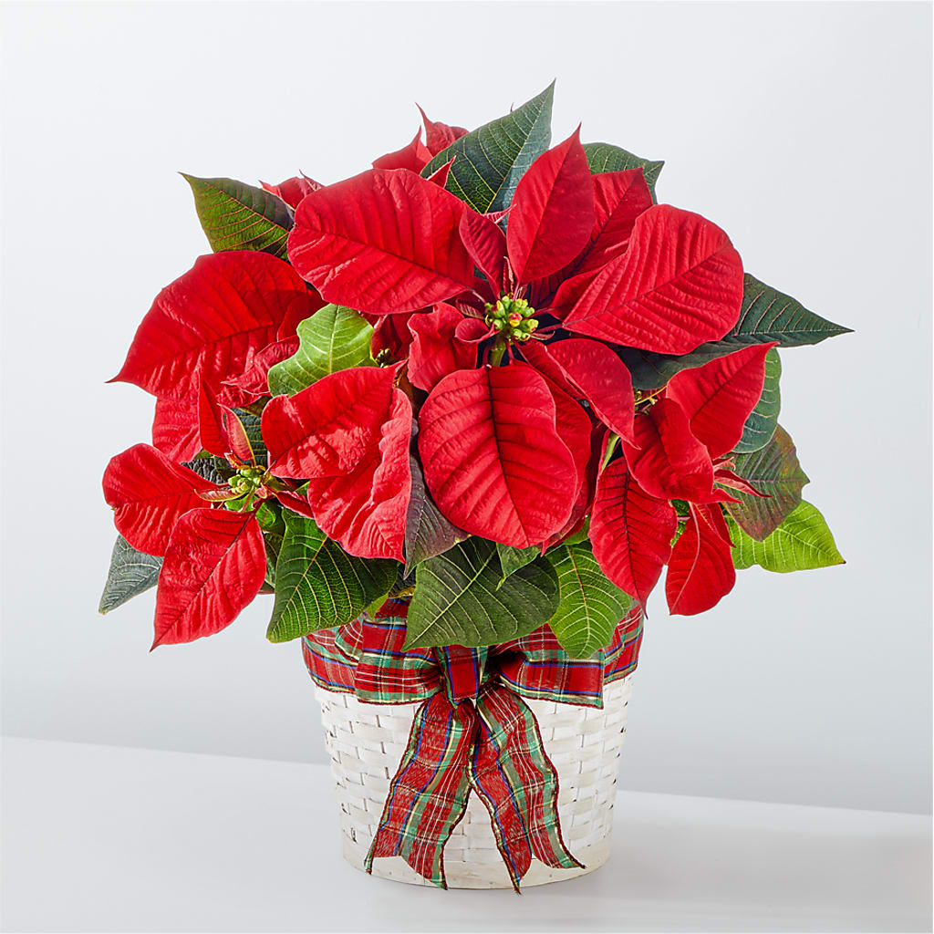 Happiest Holidays Poinsettia – Attitudes-n-designs, Houma LA