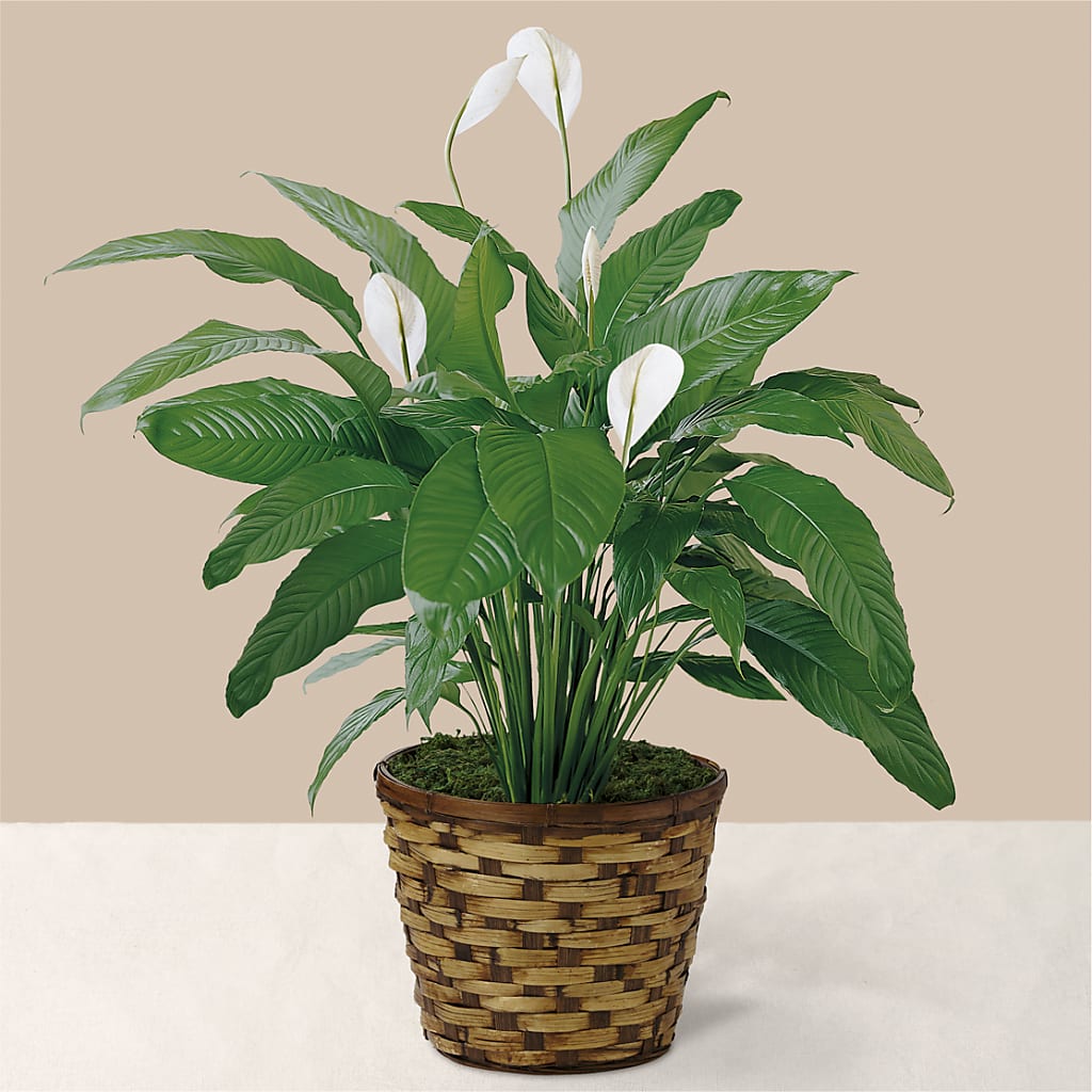 Tranquil Moments Peace Lily Plant – Attitudes-n-designs, Houma LA