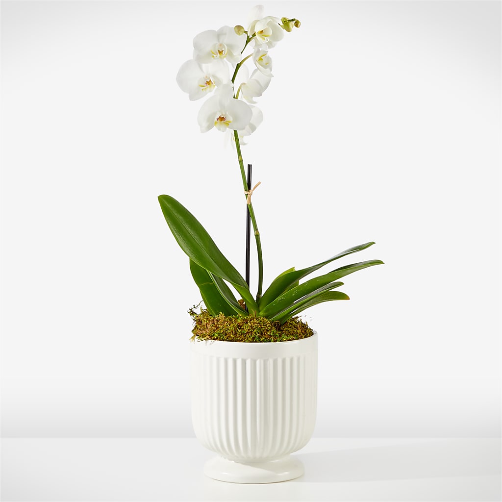Whispering White Orchid – Attitudes-n-designs, Houma LA