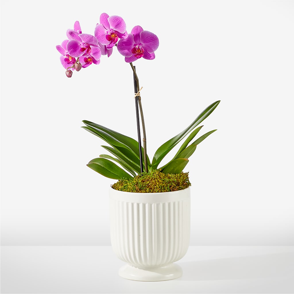 Friendly Fuchsia Orchid – Attitudes-n-designs, Houma LA