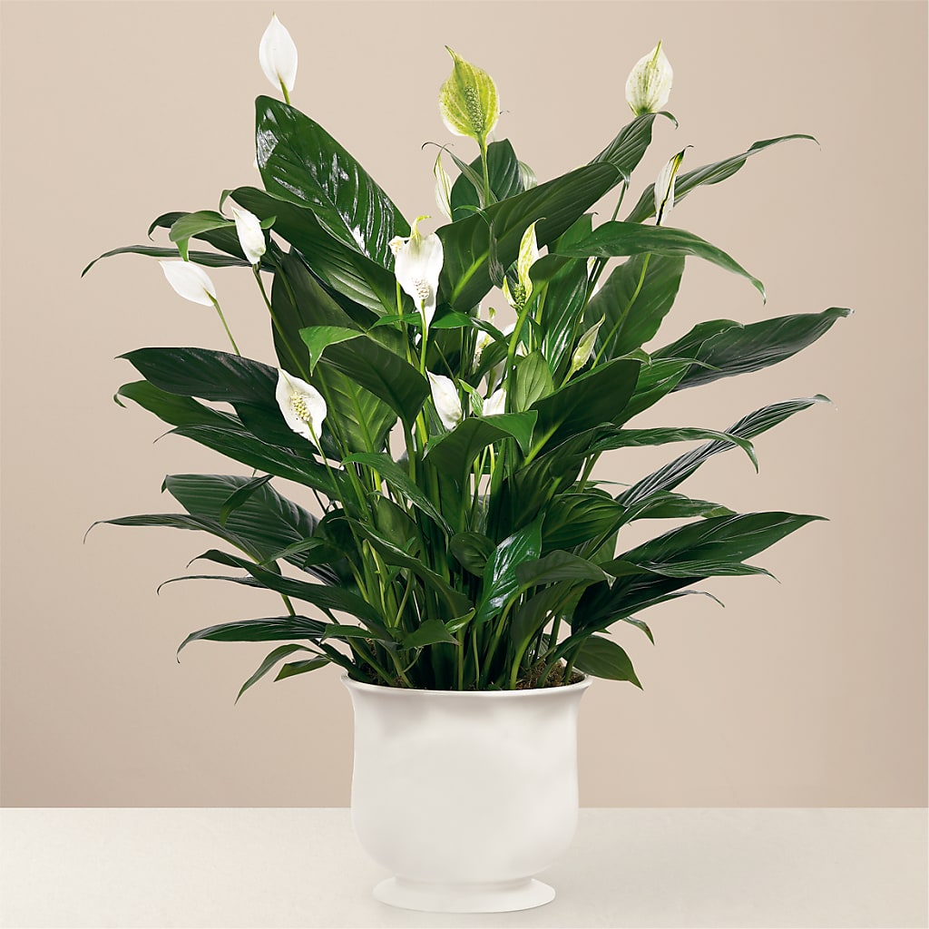 Comfort Planter – Attitudes-n-designs, Houma LA