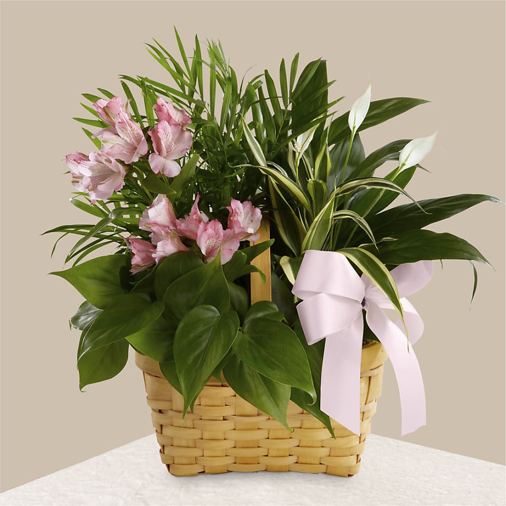 Living Spirit Dishgarden – Attitudes-n-designs, Houma LA