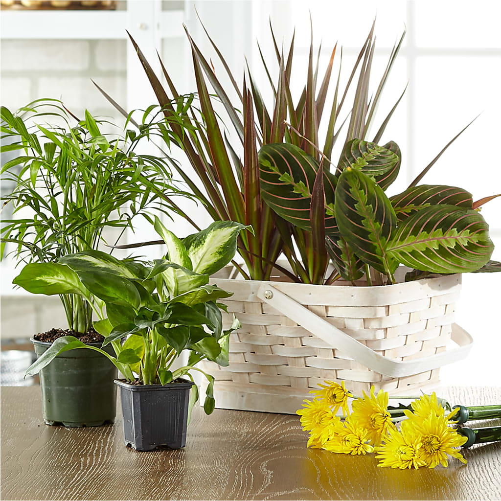 Florist Designed Blooming and Green Plants in a Basket –  Attitudes-n-designs, Houma LA