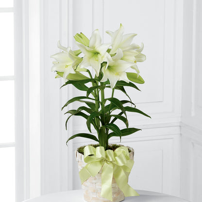 Easter Lily Plant –  Attitudes-n-designs, Houma LA
