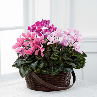 Mixed Cyclamen Planter –  Attitudes-n-designs, Houma LA