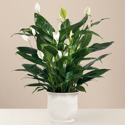 Comfort Planter –  Attitudes-n-designs, Houma LA
