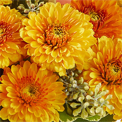 Peachy Pumpkin –  Attitudes-n-designs, Houma LA