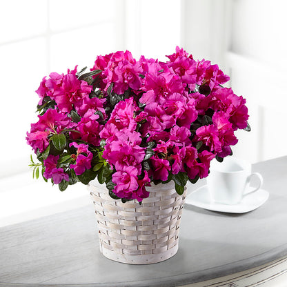 Hope & Serenity Azalea Plant –  Attitudes-n-designs, Houma LA