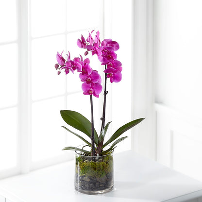 Pink Orchid Plant –  Attitudes-n-designs, Houma LA