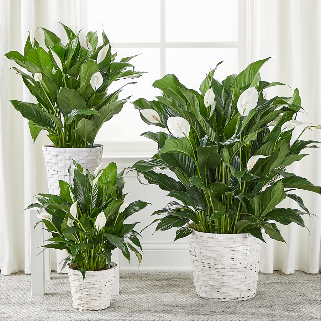 A New Leaf Peace Lily –  Attitudes-n-designs, Houma LA
