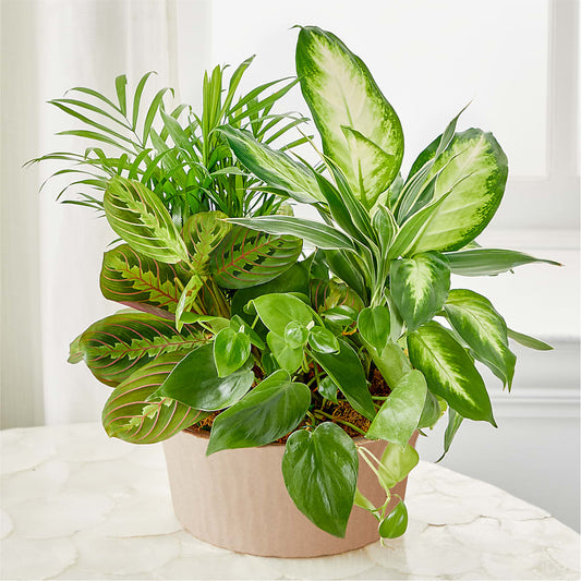 Balance & Harmony Dishgarden –  Attitudes-n-designs, Houma LA