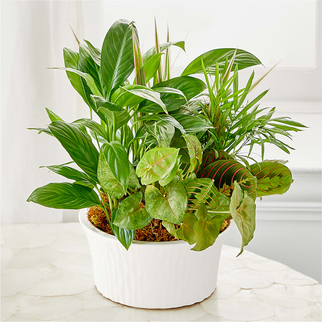 Balance & Harmony Dishgarden –  Attitudes-n-designs, Houma LA