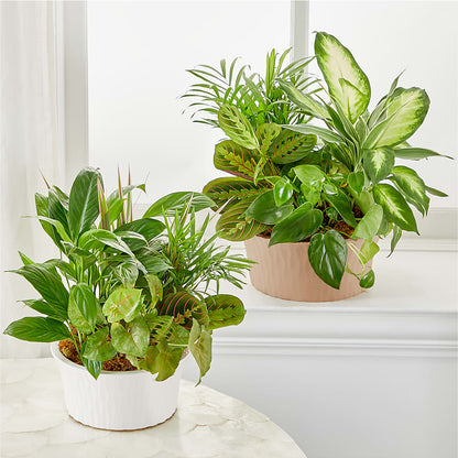 Balance & Harmony Dishgarden –  Attitudes-n-designs, Houma LA